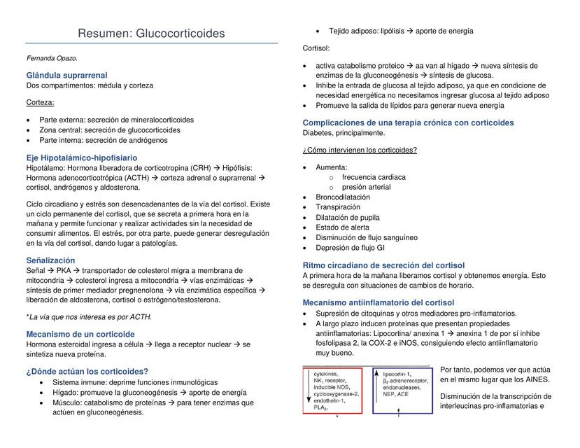 Resumen glucocorticoides