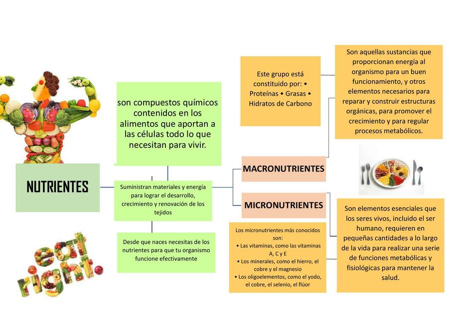 FUNDAMENTOS GENERALES DE LA NUTRICION