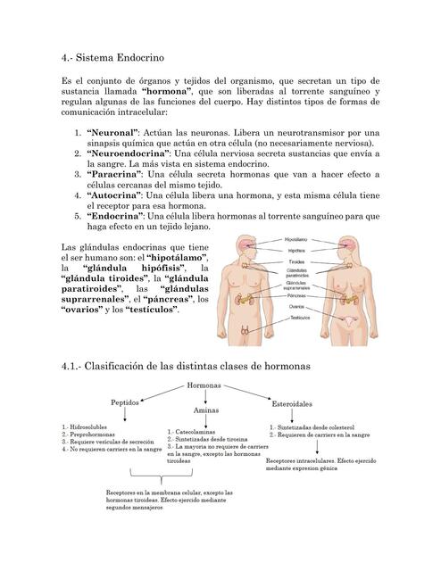 4 Sistema Endocrino