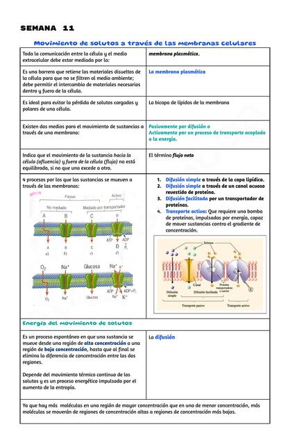 Transporte a través de la membrana // Semana 11 biología