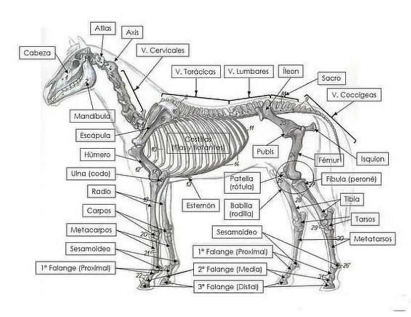 Osteología Del Equino Fraii Udocz