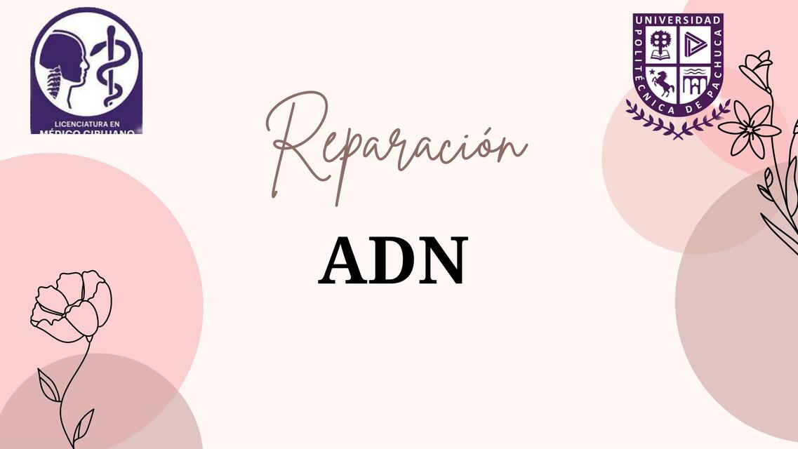 Reparación del ADN