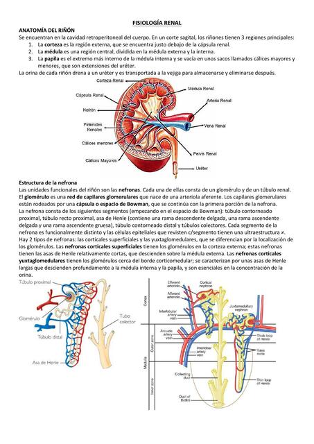 Fisiologia renal