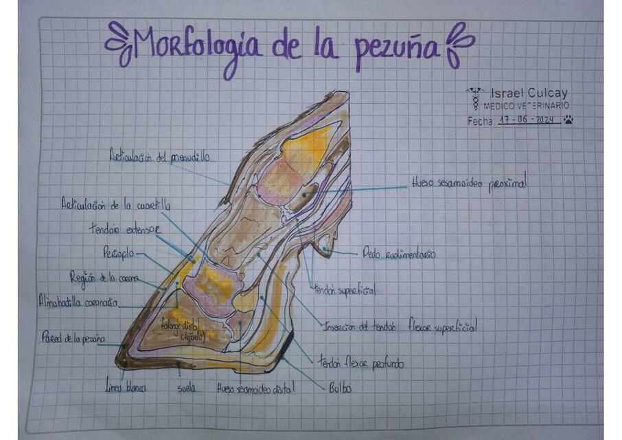 Morfofunción de la pezuña del bovino | Ilustraciones Vet | uDocz