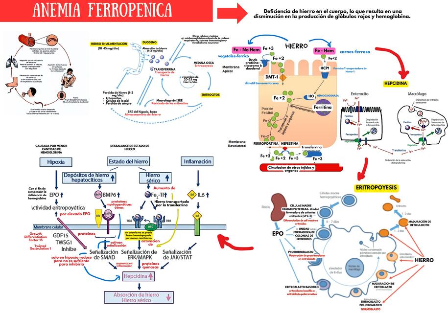 ANEMIA