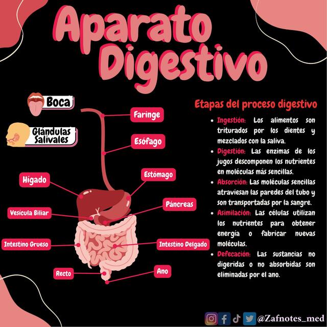 Aparato digestivo