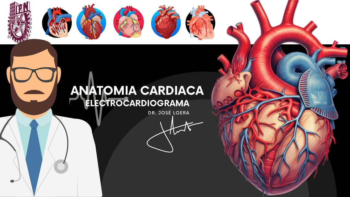 ANATOMIA CARDIACA