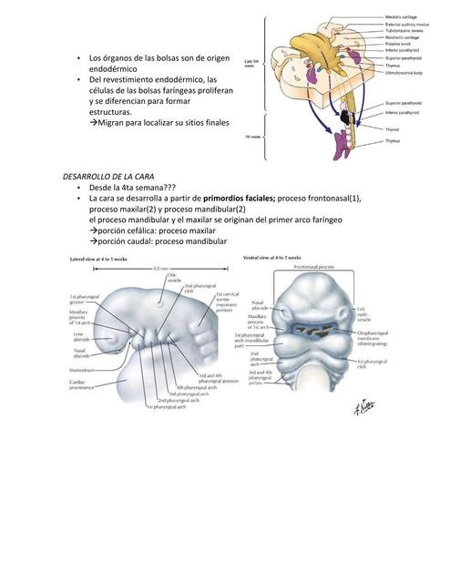 Desarrollo de la Cara Embriología
