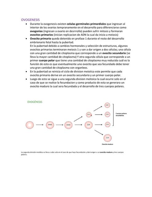 Gameto génesis, Ovogénesis Embriología