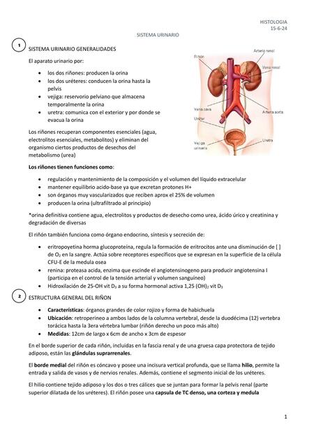 SISTEMA URINARIO