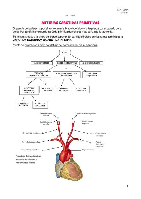 ARTERIA CAROTIDA