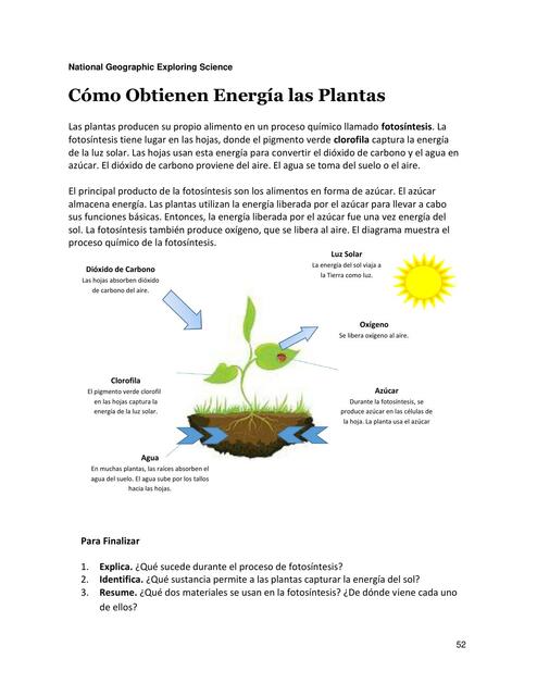 Como obtienen energia las plantas