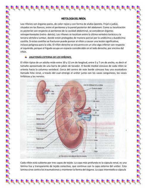 HISTOLOGÍA DEL RIÑÓN NEFRONA