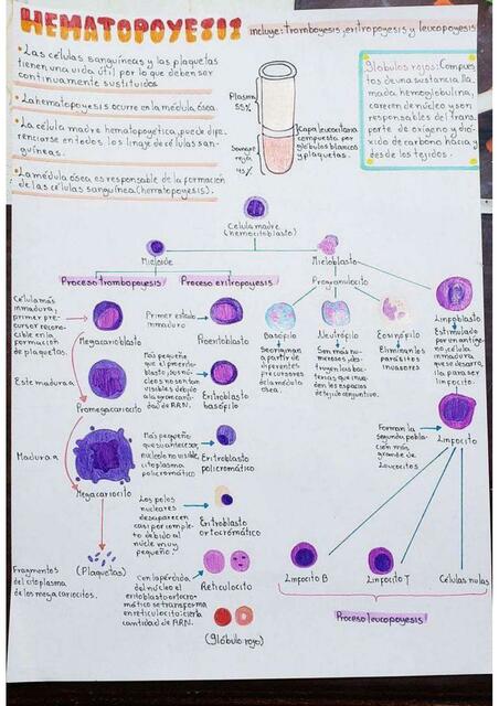 Hematopoyesis