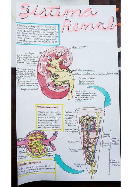 Sistema Renal