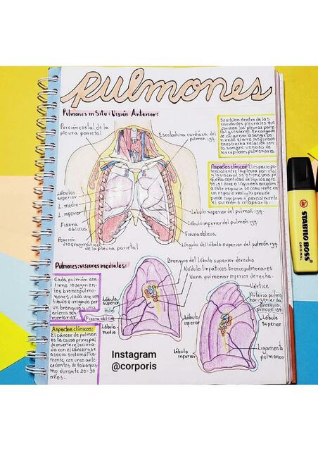 Pulmones