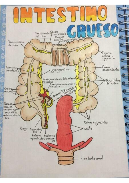 Intestino Grueso