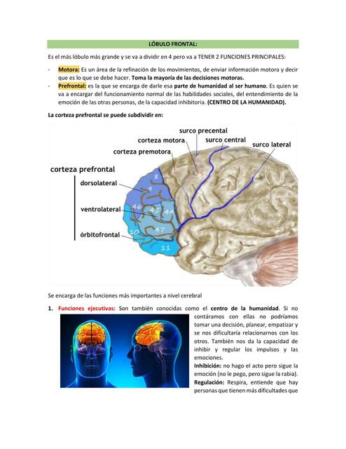 Resumen 4: Lóbulo frontal