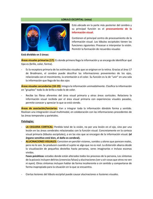 Resumen 7: Lóbulo occipital