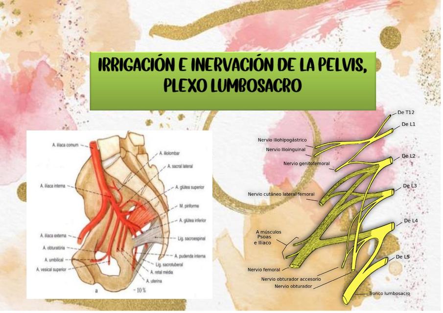 PELVIS Y PLEXO LUMBOSACRO