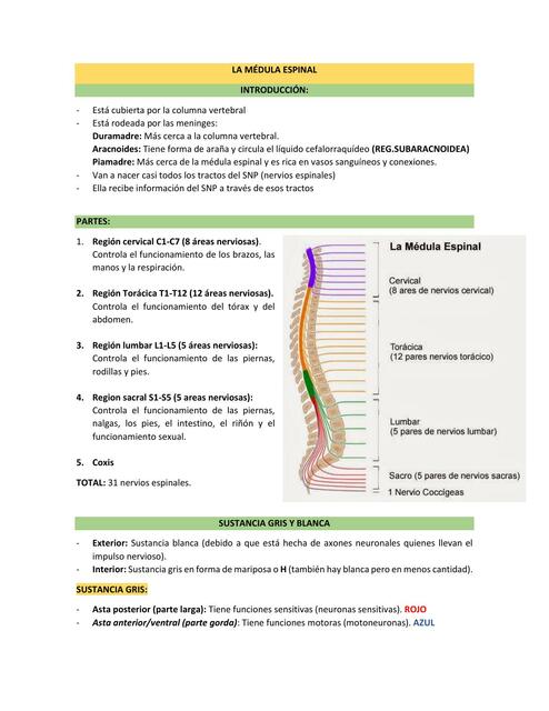 Resumen 11: médula espinal