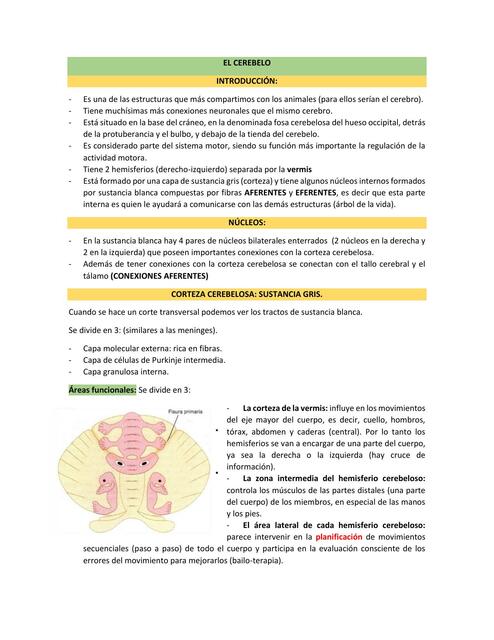 Resumen 13: El cerebelo