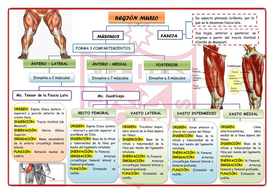 REGIÓN MUSLO