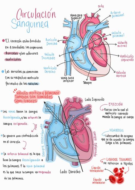 EL CORAZÓN