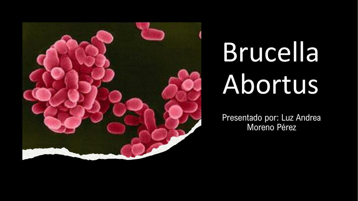 Brucella Abortus