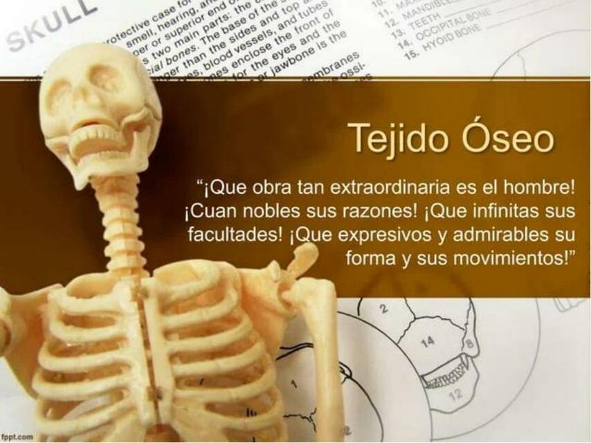 tejido oseo O