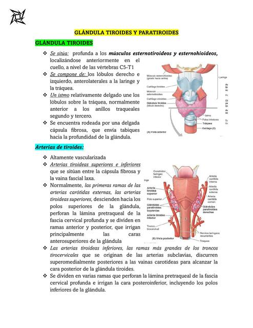 GLÁNDULA TIROIDES Y PARATIROIDES