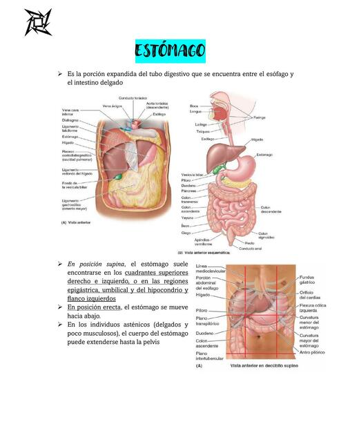 ESTÓMAGO