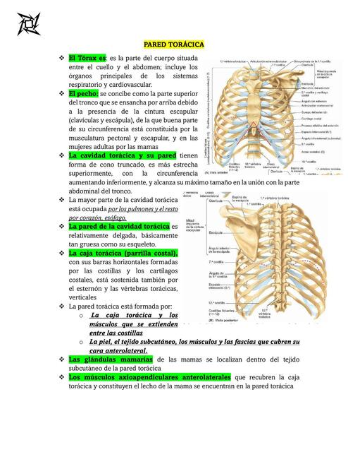 PARED TORÁCICA