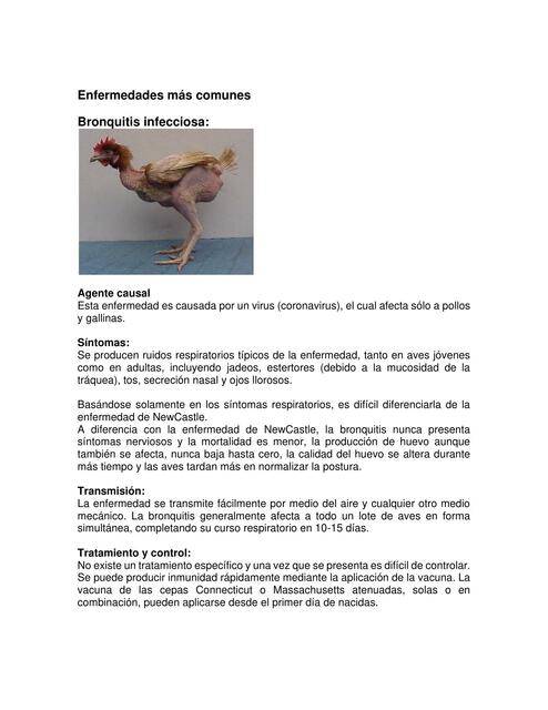 ENF EN AVES