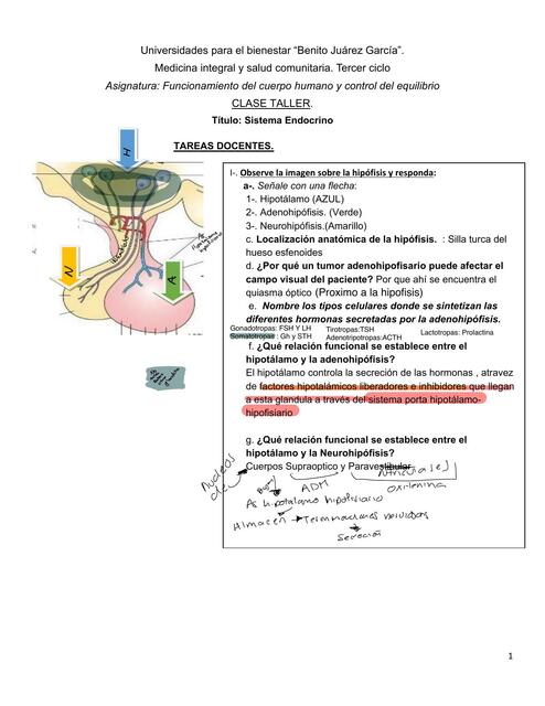 ACT Endocrino3C RESUELTO