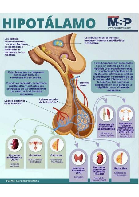 Hipotalamo