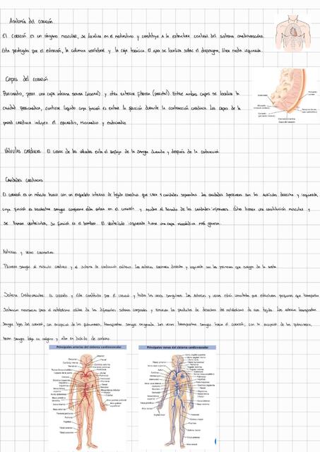 ECG