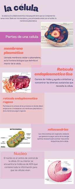 componentes de la celula