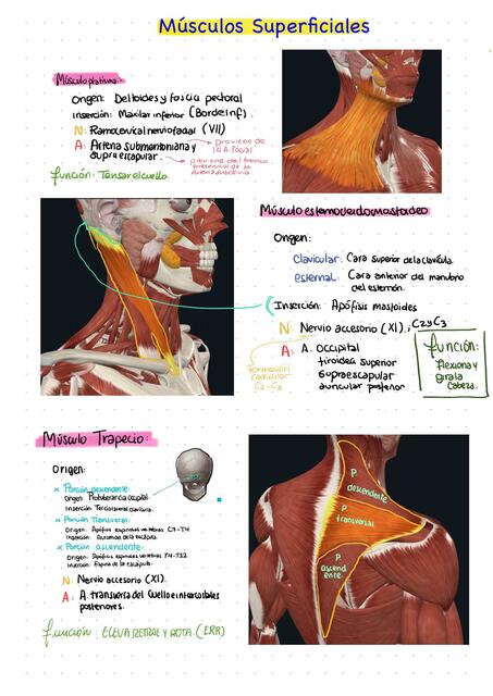 Músculos del Cuello