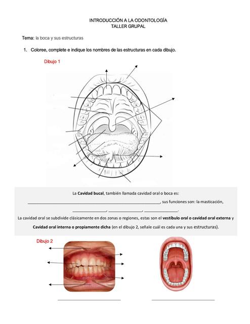 TALLER Cavidad oral y tipos de mucosas y Periodont