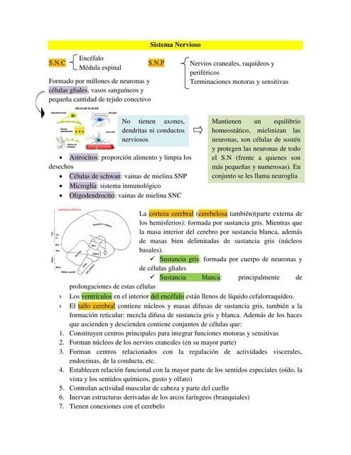 Introducción al Sistema Nervioso