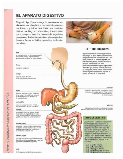 El aparato digestivo 