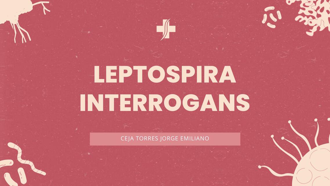 Leptospira Interrogans