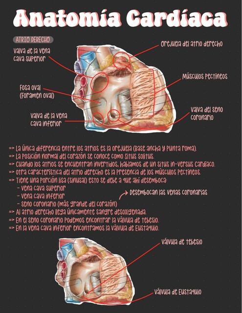 Anatomía Cardíaca