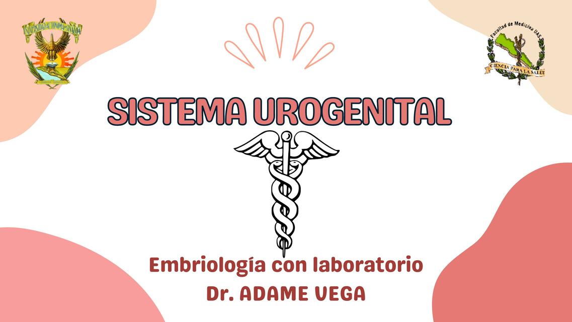 SISTEMA UROGENITAL embrio