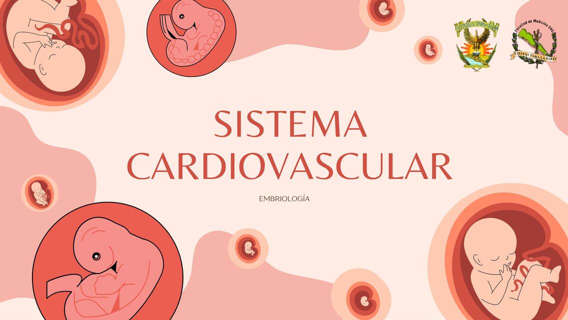 Sistema cardiovascular