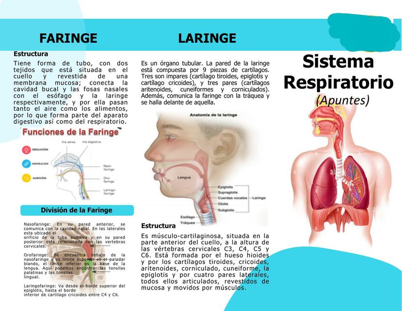 Sistema respiratorio apuntes 1