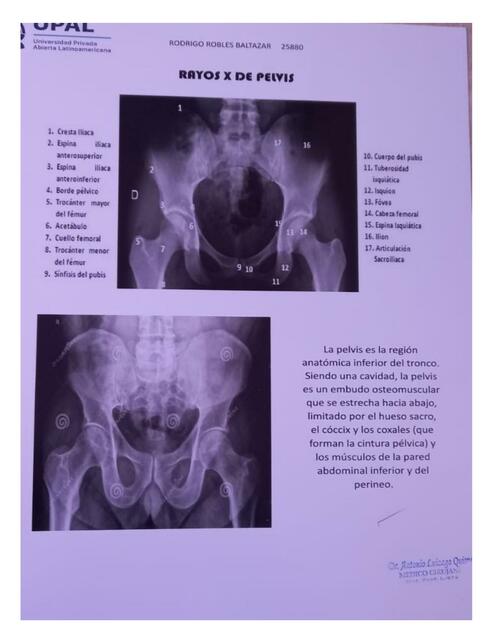 EVALUACION RADIOGRAFIA NORMAL DE MIEMBRO INFERIOR