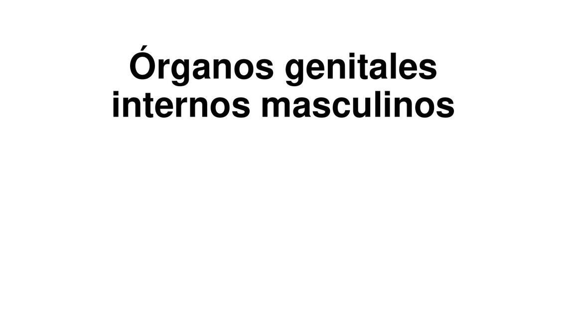 Órganos genitales internos masculinos