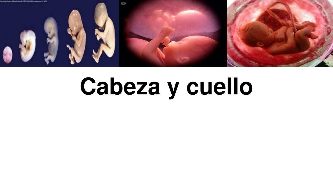 Cabeza y cuello